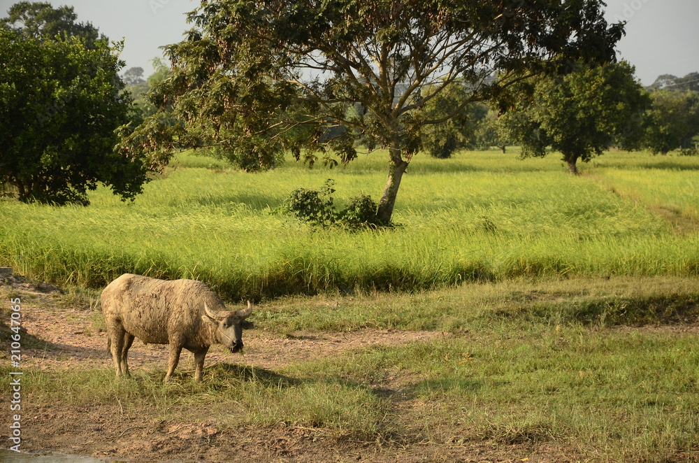 Buffalo in thailand,Life' Machine of Farmer. Original agriculture use buffalo plow the field.Photo shoot Sunset time. Buffalo in thailand,Life' Machine of Farmer. Original agriculture use buffalo plow the field.Photo shoot Sunset time.
