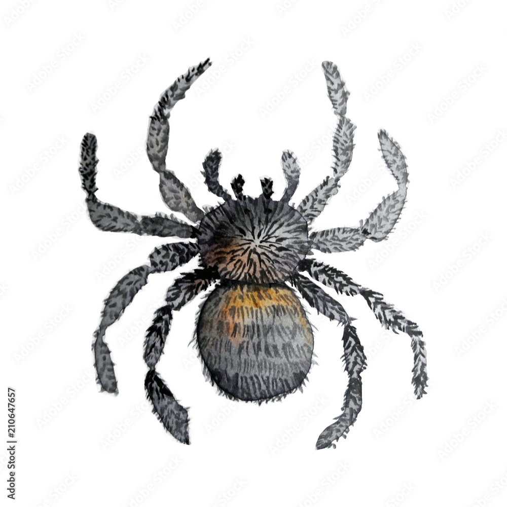 Obraz premium watercolour isolated tarantula spider animal