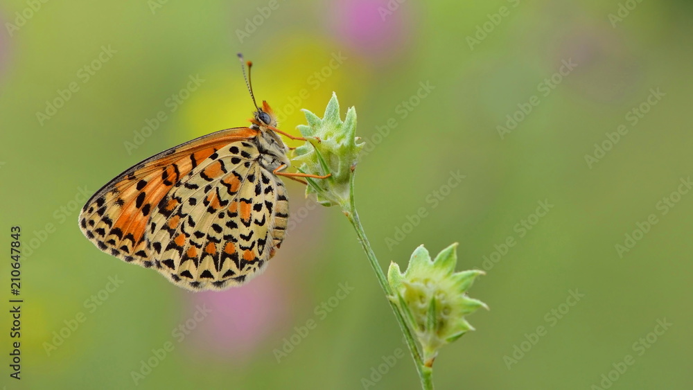 Obraz premium Melitaea trivia 38