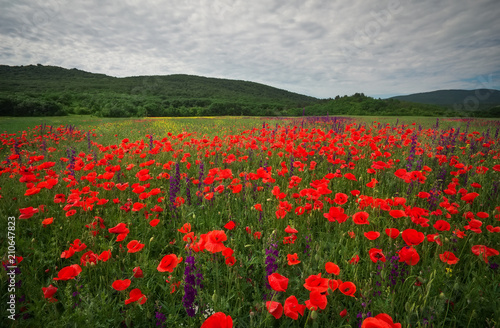 Red poppy flowers in the field. Beautiful landscape. Composition of nature