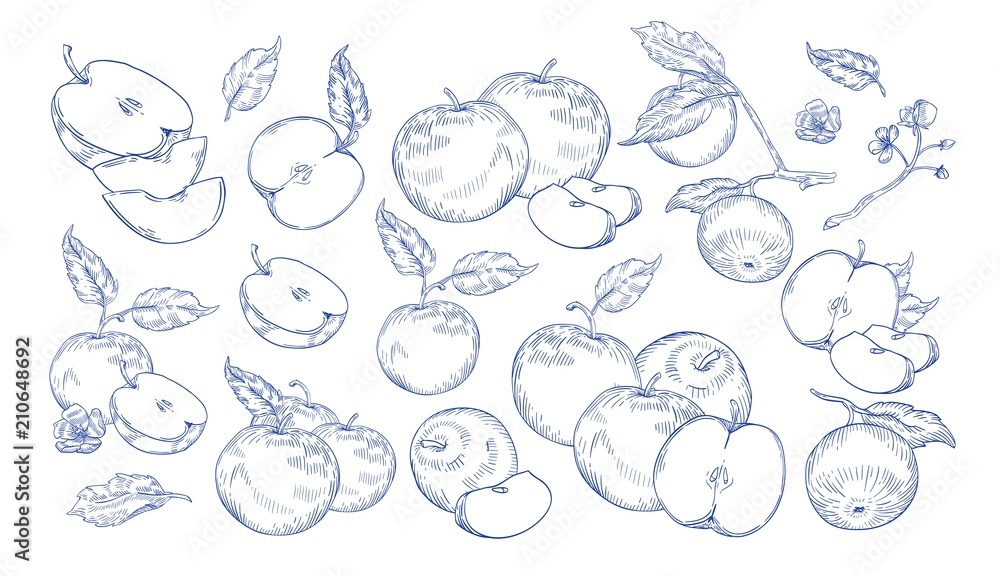 Bundle of monochrome drawings of whole and cut apples, slices, tree branches and flowers. Collection of fresh juicy fruit hand drawn with contour lines on white background. Vector illustration. Bundle of monochrome drawings of whole and cut apples, slices, tree branches and flowers. Collection of fresh juicy fruit hand drawn with contour lines on white background. Vector illustration.