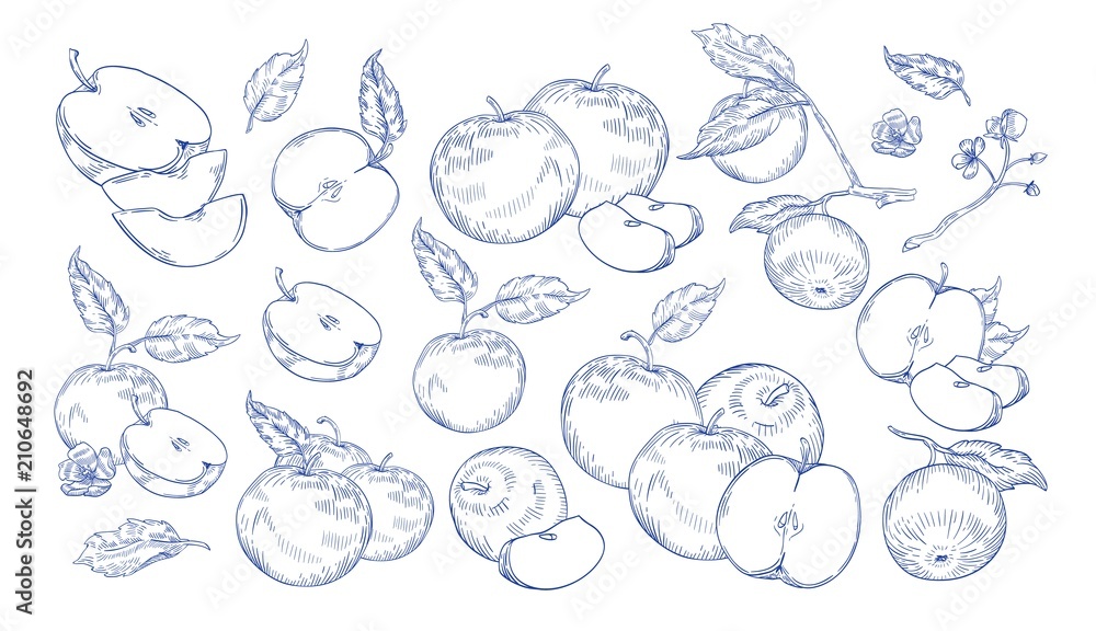 Bundle of monochrome drawings of whole and cut apples, slices, tree branches and flowers. Collection of fresh juicy fruit hand drawn with contour lines on white background. Vector illustration.