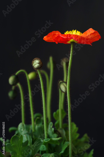 Fototapeta Naklejka Na Ścianę i Meble -  Mohnblume