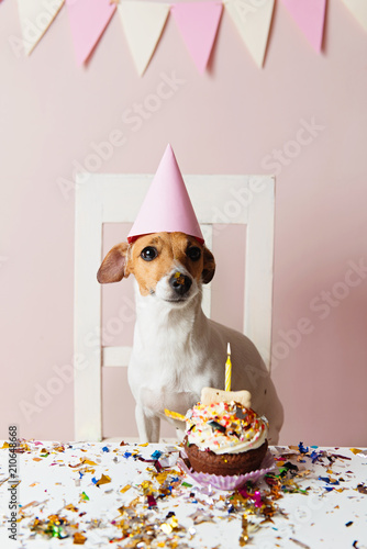 Fototapeta Naklejka Na Ścianę i Meble -  Cute dog with a party hat celebrating her birthday