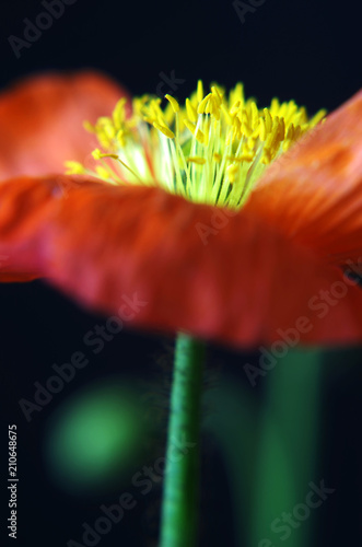 Fototapeta Naklejka Na Ścianę i Meble -  Mohnblume