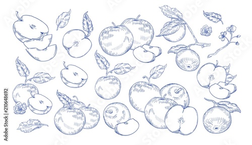 Bundle of monochrome drawings of whole and cut apples, slices, tree branches and flowers. Collection of fresh juicy fruit hand drawn with contour lines on white background. Vector illustration.