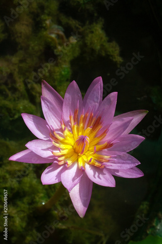 Purple water lily.