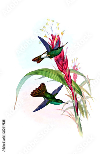 Illustration of a Hummingbird.