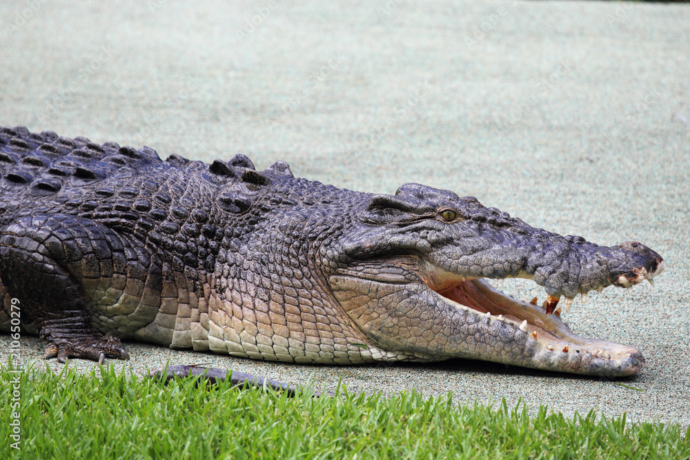 Fototapeta premium Leistenkrokodil (Crocodylus porosus) in Queensland, Australien.