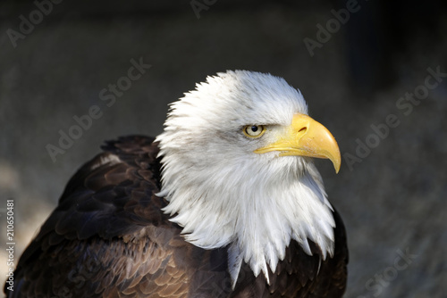 Weißkopfseeadler (Haliaeetus leucocephalus), Vorkommen in Nordamerika, captive, Deutschland, Europa