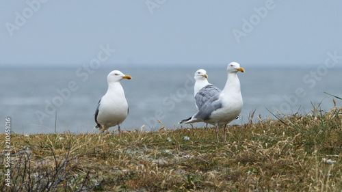 Herring gull on small island in holland