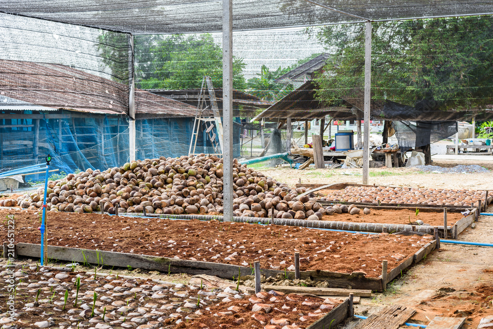 Group of Coconut Perfume is cutting head Arrange, Sort orderly preparations for such varieties for planting coconut trees Group of Coconut Perfume is cutting head Arrange, Sort orderly preparations for such varieties for planting coconut trees