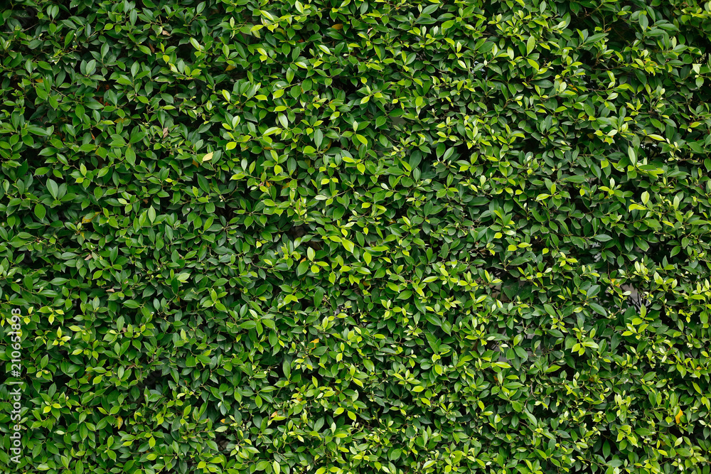 Wall tree. Wall tree.