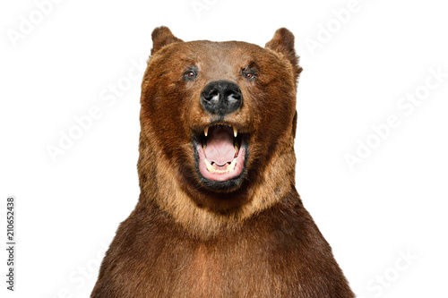 Portrait of a funny brown bear isolated on white background