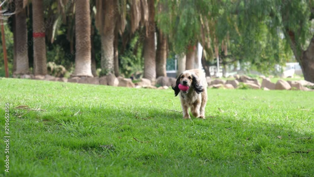 Funny dog with pink ball in mouth playfully running towards camera in green city park of Tenerife Funny dog with pink ball in mouth playfully running towards camera in green city park of Tenerife