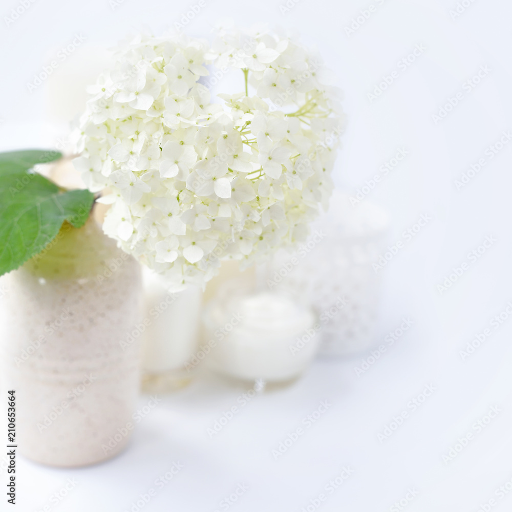 White hydrangea on a white background. Flower background