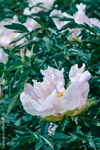 Pastel light pink flower of peony on green branches with leaves