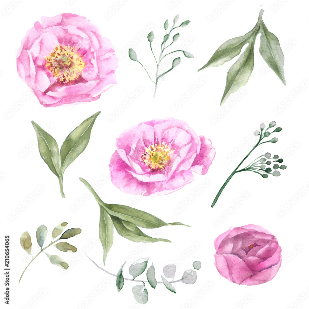 set of flowers buds and leaves of peony pink watercolor