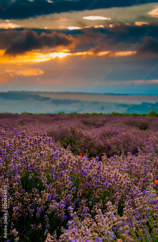 Beautiful lavender field landscape at the summer sunrise. Cloudy orange colorful sky over purple flowers with hilly fields on the background. Concept of lavender harvest