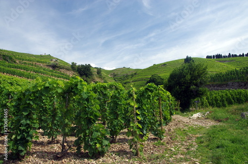 Fotografia vignoble de tain l'hermitage