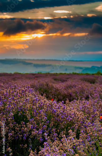 Beautiful lavender field landscape at the summer sunrise. Cloudy orange colorful sky over purple flowers with hilly fields on the background. Concept of lavender harvest