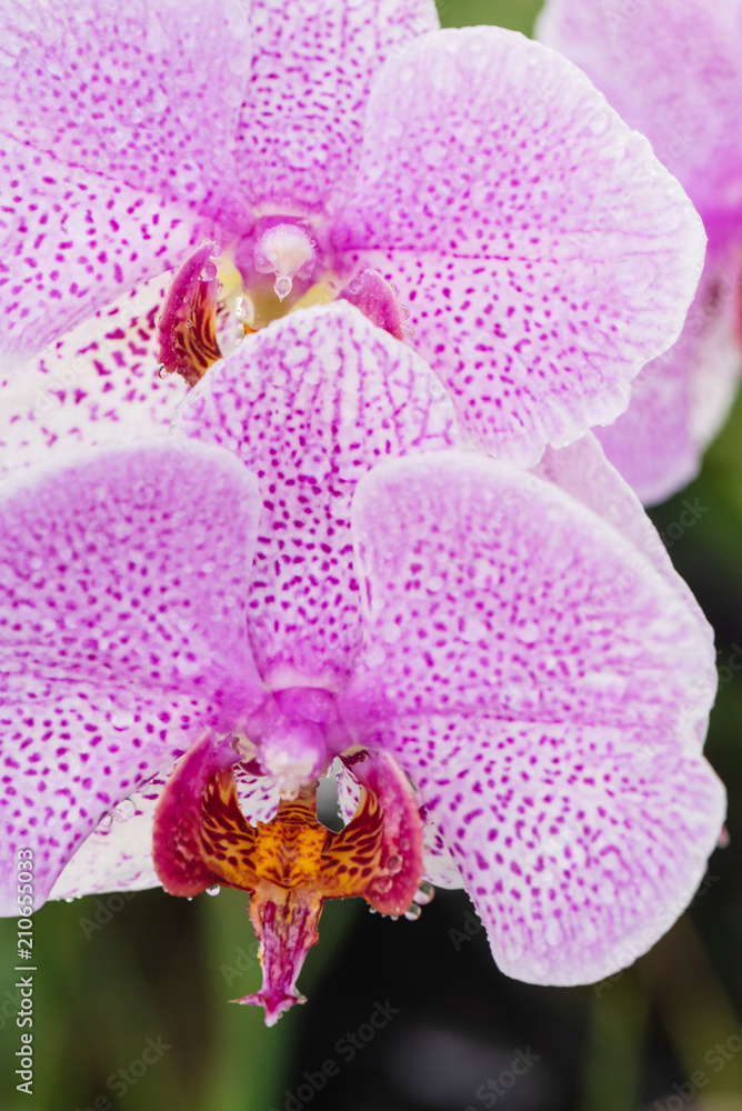 Purple orchid with droplets of water on the surface after rain Purple orchid with droplets of water on the surface after rain