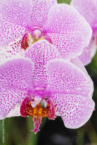 Purple orchid with droplets of water on the surface after rain photo
