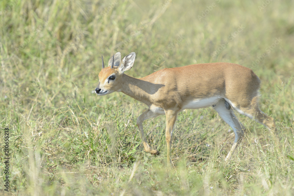 Oribi (Ourebia ourebi) walking on savanna, Kruger national park, South Africa. Oribi (Ourebia ourebi) walking on savanna, Kruger national park, South Africa.
