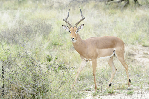 Impala  Aepyceros melampus  male standing on savanna  looking at camera  Kruger National Park  South Africa