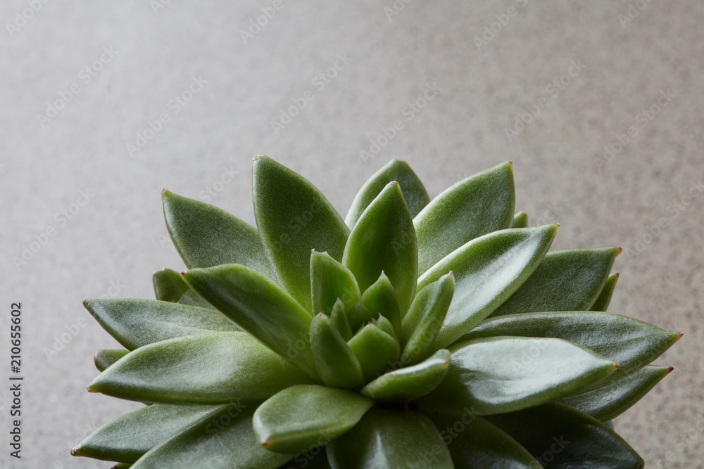Details of leaves of a green cactus succulent on a concrete background, Details of leaves of a green cactus succulent on a concrete background,