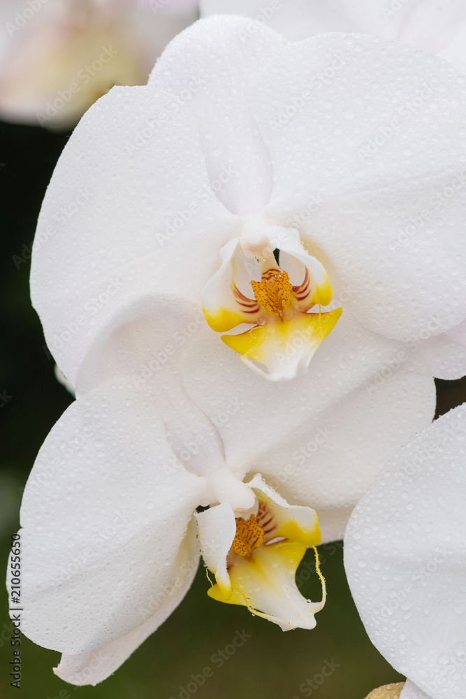 White orchid with droplets of water on the surface after rain White orchid with droplets of water on the surface after rain