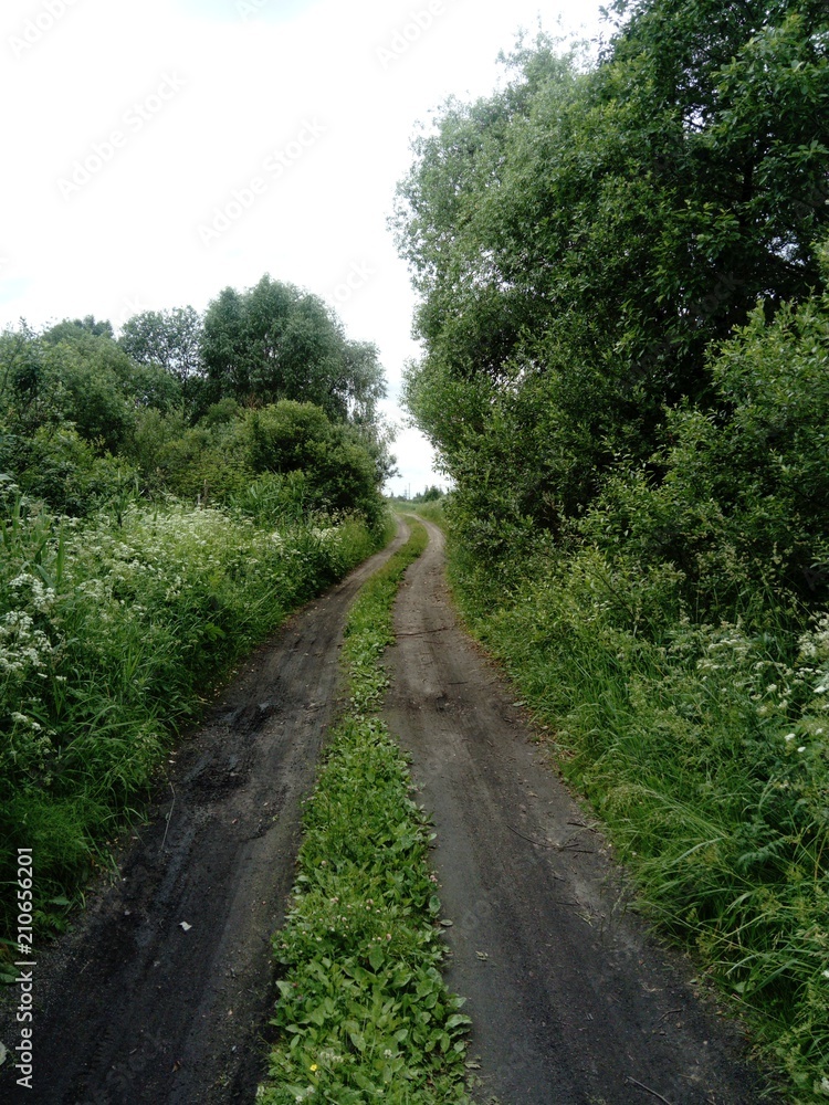 a road and trees