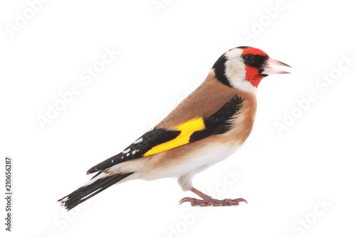 goldfinch © fotomaster