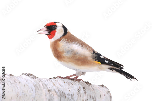Obraz na płótnie goldfinch