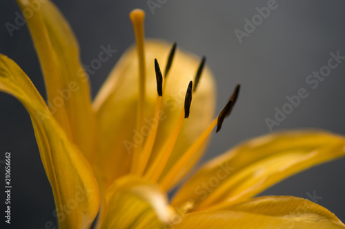 Orange lily on grey background - close-up