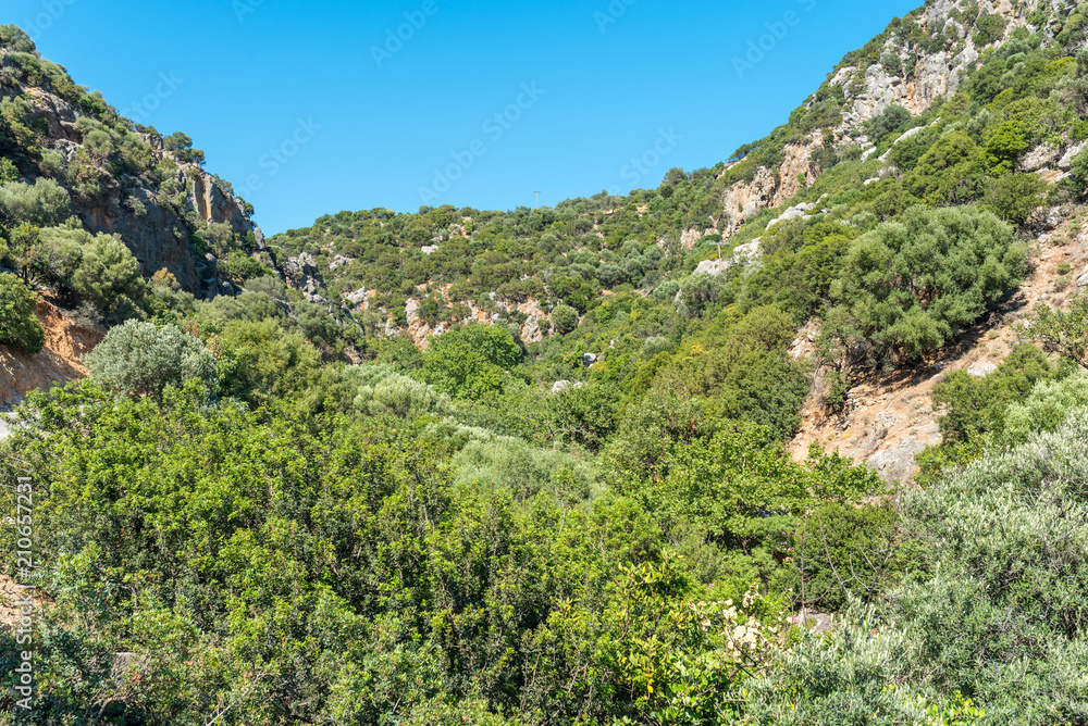 Woods, shrubs and flowers in the ravine to Anidri, a mountain village in south-west of Crete