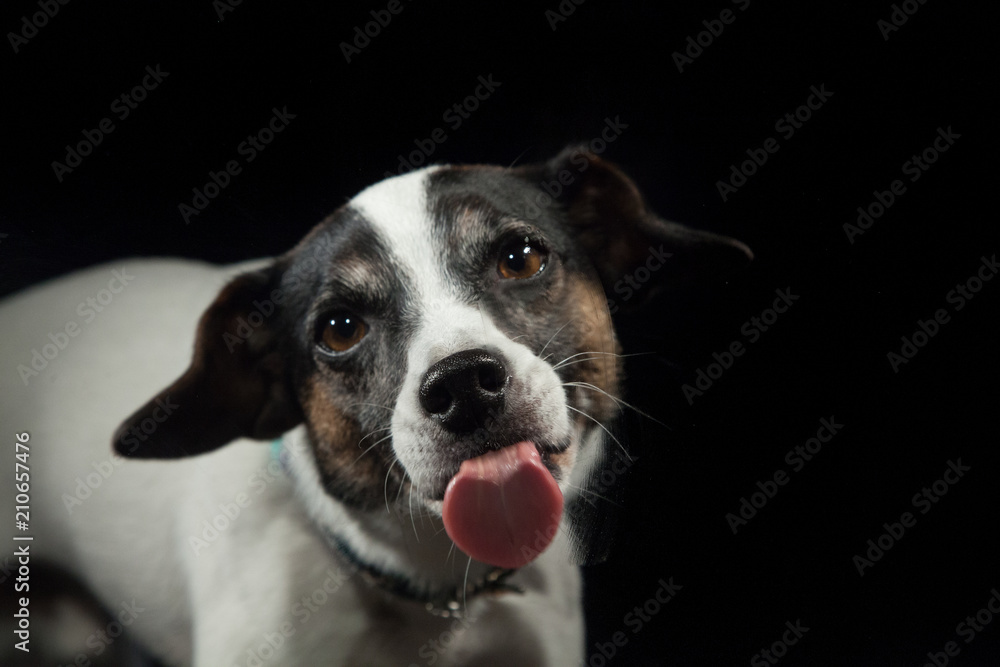 Hund Streckt Die Ganze Zeit Zunge Raus Hund streckt die Zunge raus Stock Photo | Adobe Stock