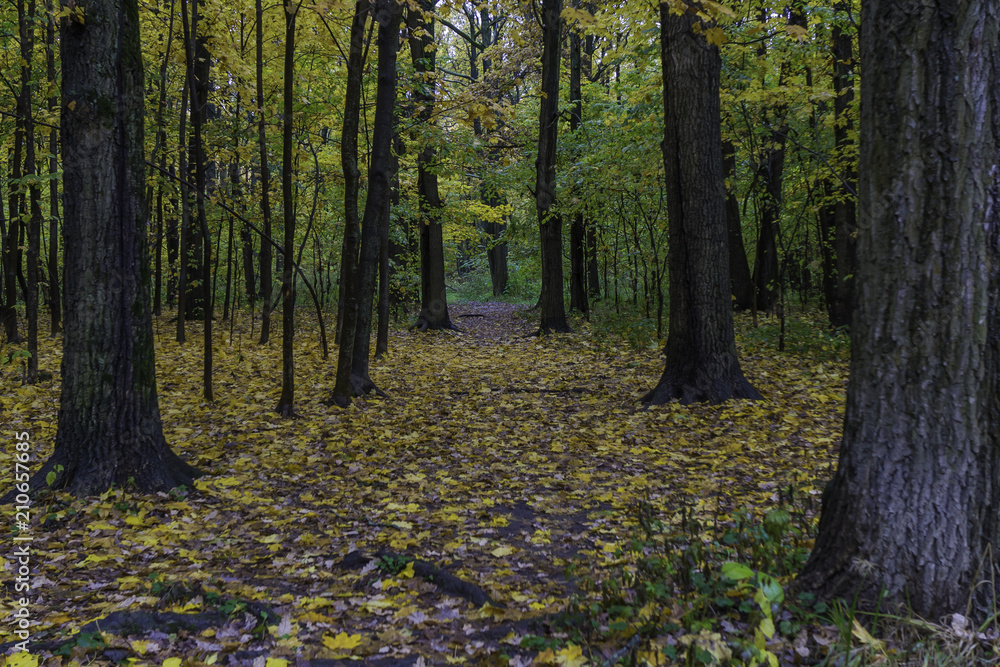 Autumn landscape. Autumn leafes, very shallow focus Autumn landscape. Autumn leafes, very shallow focus