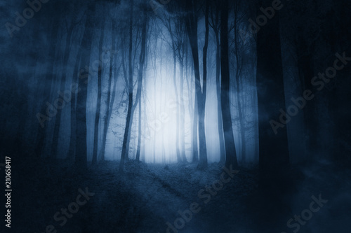 dark magical woods background © andreiuc88
