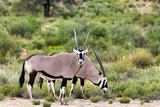 Gemsbok, Oryx gazella in Kalahari