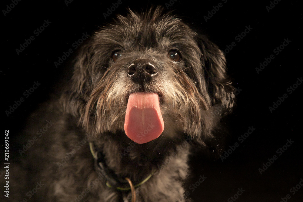 Hund Streckt Die Ganze Zeit Zunge Raus Hund streckt die Zunge raus Stock Photo | Adobe Stock