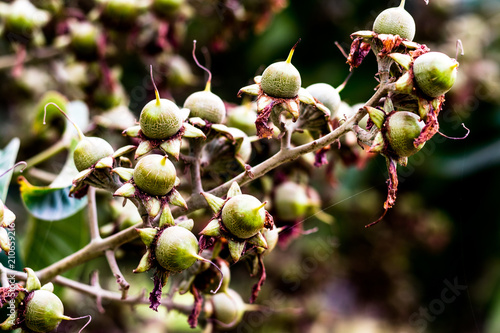 Quadro su tela seeds similar to Hypericum Berry, round small buds on trees will grow as fruit