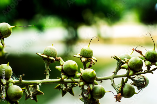 Foto seeds similar to Hypericum Berry, round small buds on trees will grow as fruit