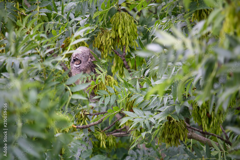 Small owl sitting in leaves tree crown from up Small owl sitting in leaves tree crown from up