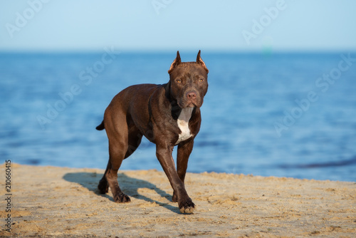 american pit bull terrier dog walking on the beach