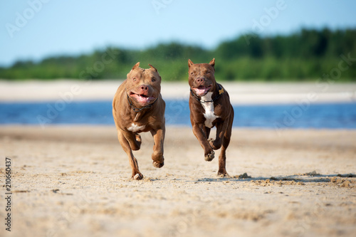 Quadro em tela two american pit bull terrier dogs running on the beach together
