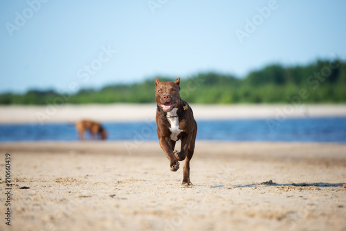 american pit bull terrier dog running on the beach