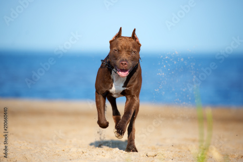 american pit bull terrier dog running on the beach photo