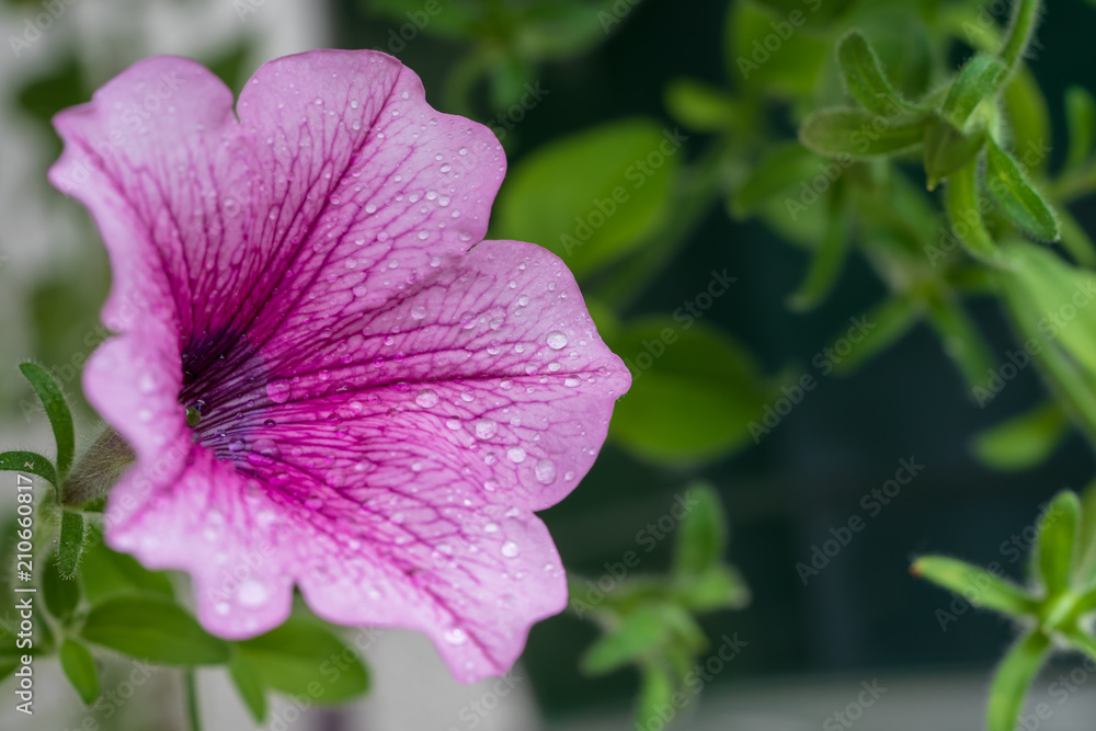 Fototapeta premium Blume