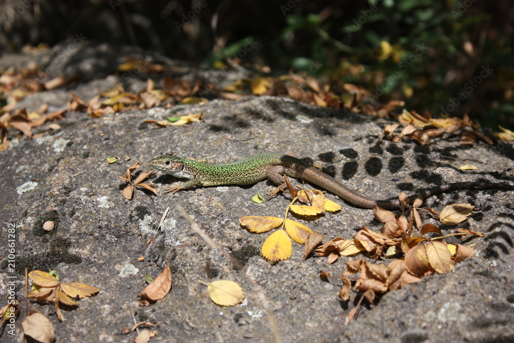 green lizard green lizard